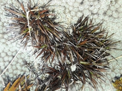 Celmisia laricifolia