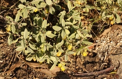 Hermannia lavandulifolia