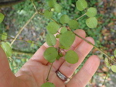 Coprosma rotundifolia
