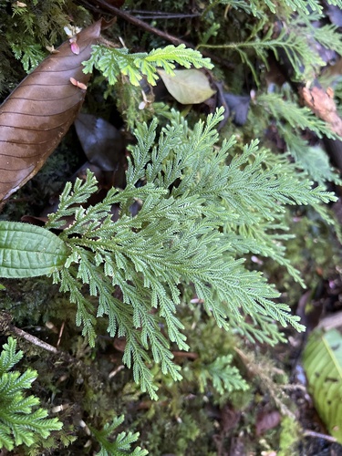 Selaginella arbuscula observed 2022-11-07