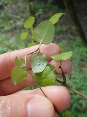 Coprosma rotundifolia