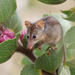 Honey Possum - Photo (c) Jenny Thynne, some rights reserved (CC BY-NC), uploaded by Jenny Thynne