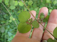 Coprosma rotundifolia