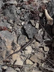 Oligosoma