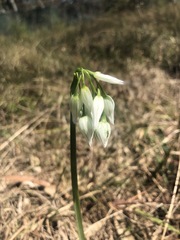 Allium triquetrum
