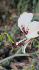 Pelargonium tetragonum