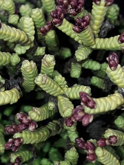 Veronica quadrifaria