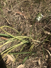 Allium triquetrum