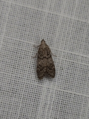 Heteromicta pachytera