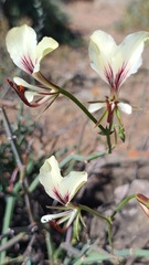 Pelargonium tetragonum