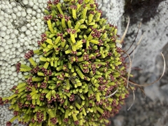 Veronica quadrifaria