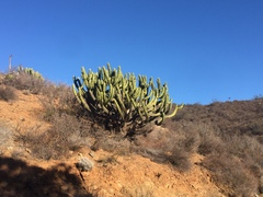 Myrtillocactus cochal