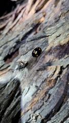 Paropsisterna octosignata