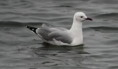 Chroicocephalus hartlaubii