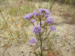 Phyllopodium phyllopodioides