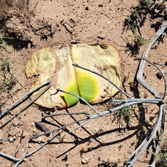 Haemanthus sanguineus