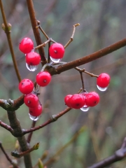 Viburnum luzonicum