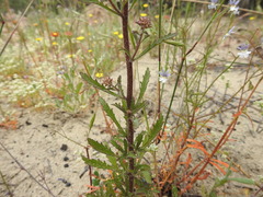 Phyllopodium phyllopodioides