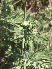 Epilobium hirtigerum