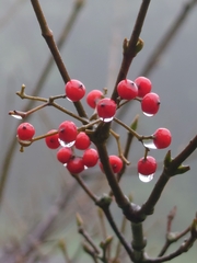 Viburnum luzonicum