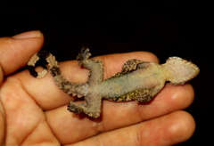 Gekko horsfieldii