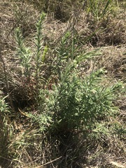 Epilobium hirtigerum