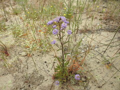 Phyllopodium phyllopodioides
