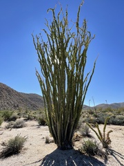Fouquieria splendens splendens