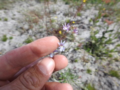 Nemesia bicornis