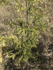 Melaleuca styphelioides
