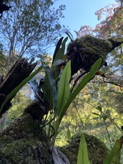Elaphoglossum crassifolium