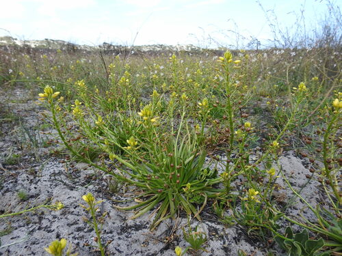 Bulbine annua