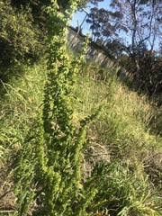 Rumex longifolius