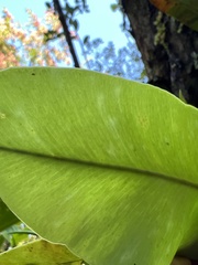 Elaphoglossum crassifolium