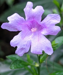 Strobilanthes cusia
