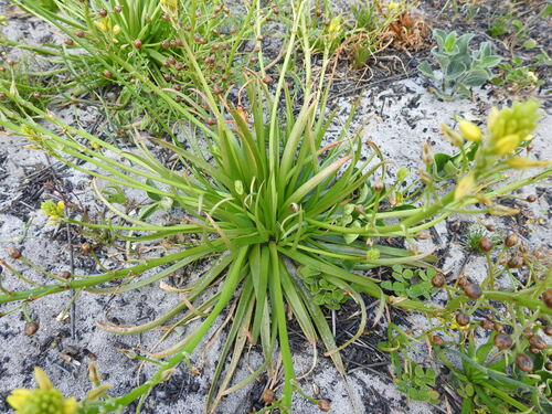Bulbine annua
