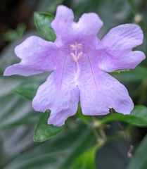 Strobilanthes cusia