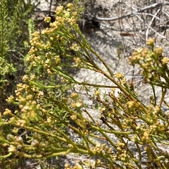 Thesium capitatum
