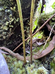 Elaphoglossum crassifolium