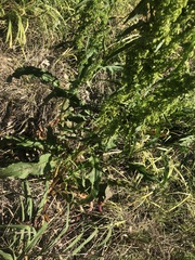 Rumex longifolius