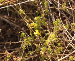Aspalathus crassisepala