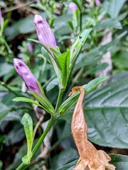 Strobilanthes cusia