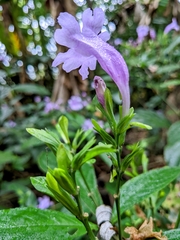 Strobilanthes cusia