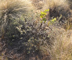 Lobostemon trigonus
