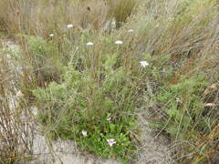 Scabiosa incisa