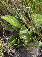 Mairia coriacea