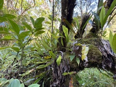 Elaphoglossum crassifolium