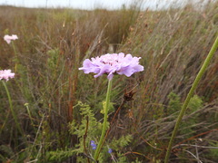 Scabiosa incisa