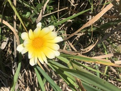 Glebionis coronaria