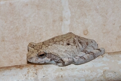 Chiromantis xerampelina